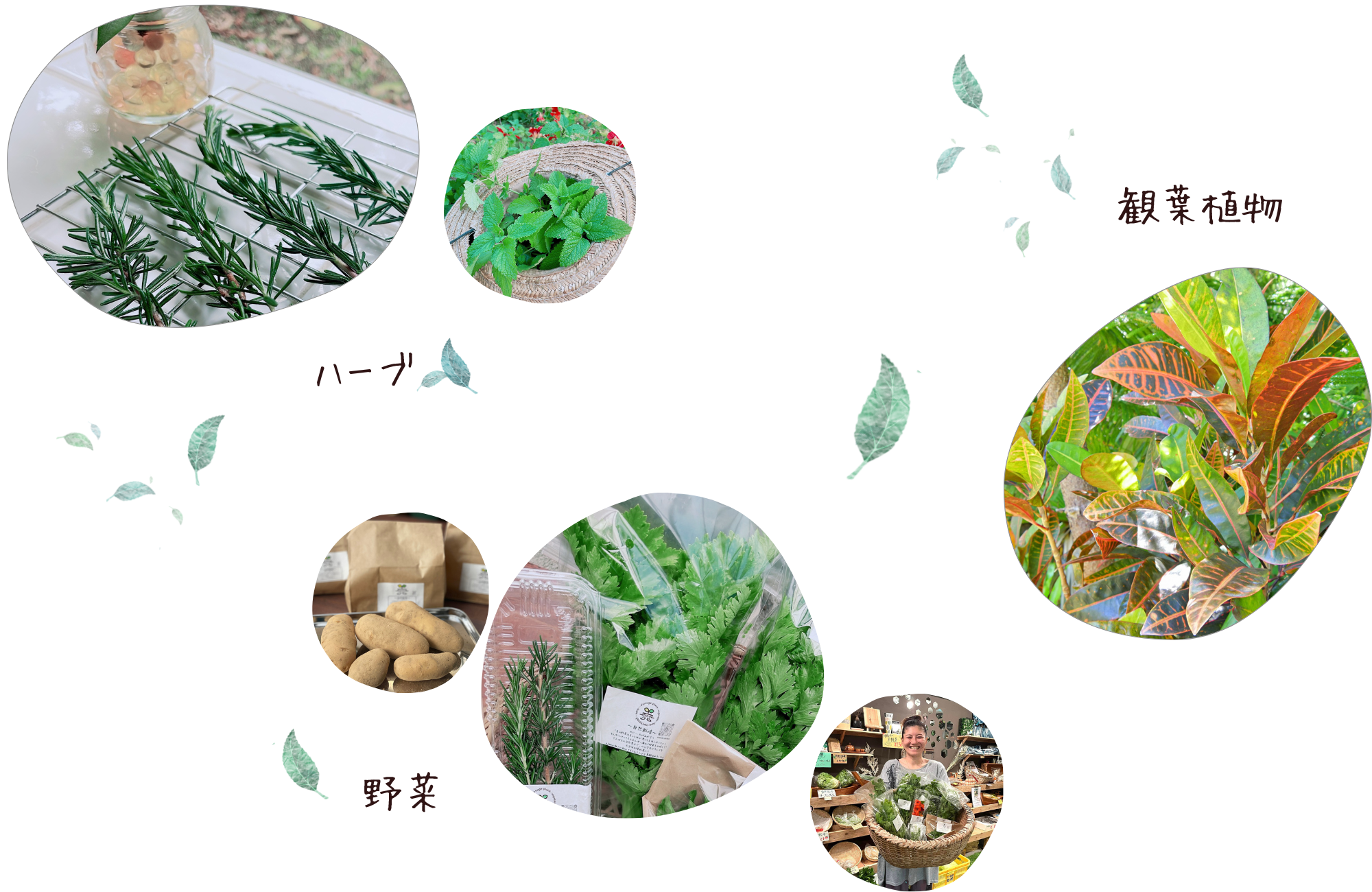 58ファーム(ごやファーム)｜沖縄県大宜味村でハーブ・観葉植物・野菜を生産。無農薬・無化学肥料・除草剤不使用で、生命力溢れる植物を育てています。
