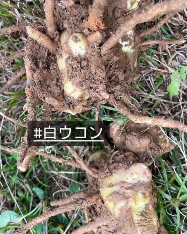 #白ウコン

葉っぱが生姜に似てて
生姜のように使えるー🤗

白ウコン少ししか種なくて
育ったのも少しだけなので

今年育ったものを大切に
種にして
今年はたくさん植えて行きまーす🤗

#沖縄
#大宜味
#喜如嘉
#58ファーム
#新人農家
#ハルサー
#やんばる