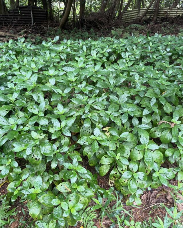 🌿琉球藍🌿

新規就農者は半年に一度
役場の方が来て畑を見て話をして…

今回は同じ喜如嘉の新規就農者
それぞれの畑を回りましょうと
役場の方から声掛けがあり

🌿琉球藍
🌿マンゴー&シークァーサー

の農家さんへ🧑‍🌾

改めて農家さんってスゴいなーって‼️

私は趣味、農家なので…😁笑
@58farm.okinawa 

ここで収入得て生活をしている
本格的な農家さんは本当に尊敬します‼️

琉球藍の畑も
マンゴー畑も
素敵な畑でした🤗

うちも負けずに整えて行かなければなーと…
焦らず少しずつ…

#喜如嘉
#畑
#農家
#やんばる