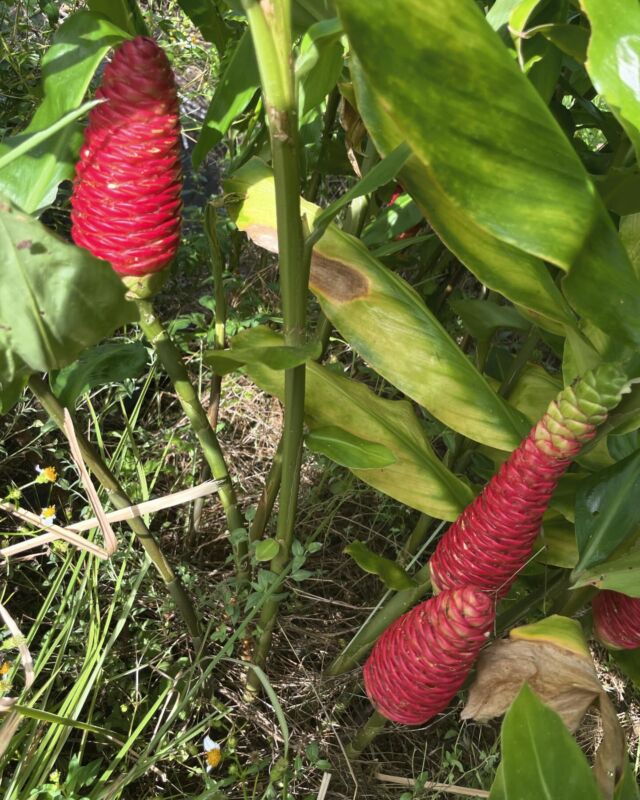 白ウコンの花🪻

去年、収穫できずに
そのまま土地に植ってた白ウコン

あれ？
白ウコンは全部収穫した気がしたんだけどな…

小さいやつそのまま
そこらへんに置いてたから？
勝手に育った？！🤣

シャンプージンジャー🫚
って聞いたことあるけど

それと同じ花咲いてない？！

あれ？
白ウコン＝シャンプージンジャーなのかな？！

誰か知ってる人いたら教えてくださーい🤗

#沖縄
#ウコン
#花
#白ウコンの花